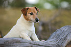 Jack-Russell-Terrier-Mongrel