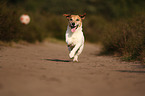 playing Jack-Russell-Terrier-Mongrel