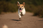 running Jack-Russell-Terrier-Mongrel