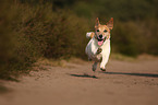 running Jack-Russell-Terrier-Mongrel