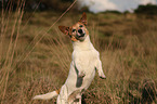 begging Jack-Russell-Terrier-Mongrel