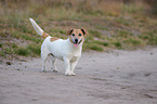 Jack-Russell-Terrier-Mongrel
