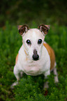 sitting Jack-Russell-Terrier-Mongrel