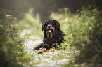 lying Bernese-Mountain-Dog-Mongrel