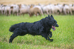 running Herding Shepherd