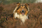 Collie-Mongrel portrait