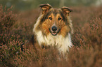 Collie-Mongrel portrait