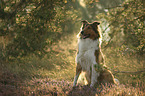 sitting Collie-Mongrel
