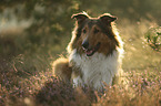 Collie-Mongrel portrait