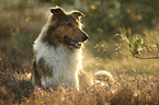 Collie-Mongrel
