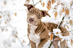 American-Bulldog-Mongrel Portrait