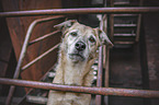 mongrel portrait