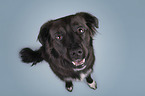 sitting Border-Collie-Mongrel