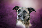 Malinois-Mongrel Portrait