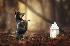 begging Prague-Ratter-Chihuahua