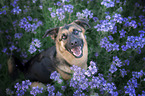 sitting Shepherd-Mongrel