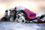 Sheltie-Australian-Shepherd Portrait