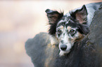 Sheltie-Australian-Shepherd