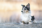 lying Sheltie-Australian-Shepherd
