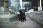 lying Labrador-Retriever-Mongel