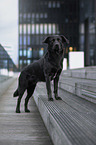Labrador-Retriever-Mongel