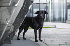 Labrador-Retriever-Mongel