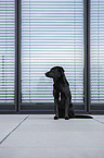 sitting Labrador-Retriever-Mongel