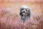 mongrel portrait