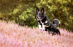 running Shepherd-Mongrel