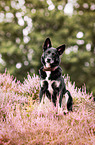sitting Shepherd-Mongrel