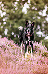 Shepherd-Mongrel