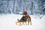 boy and Podenco-Mongrel