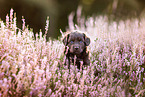 Miniature-Australian-Shepherd-Mongrel Puppy