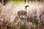 Miniature-Australian-Shepherd-Mongrel Puppy