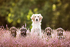 Miniature-Australian-Shepherd-Mongrels