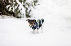 Pug-Jack-Russell-Terrier