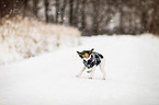 shaking Pug-Jack-Russell-Terrier