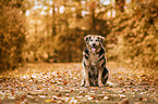 sitting Golden-Retriever-Mongrel