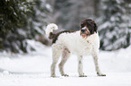 German-shorthaired-Pointer-Mongrel
