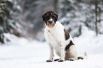 sitting German-shorthaired-Pointer-Mongrel