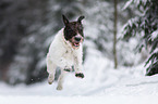 running German-shorthaired-Pointer-Mongrel