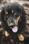 sitting Bernese-Mountain-Dog-Mongrel