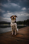 bracke-mongrel