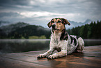 lying bracke-mongrel