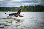 jumping hound-mongrel
