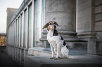 sitting bracke-mongrel