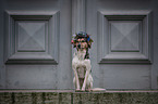 sitting bracke-mongrel
