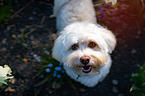 Bolonka-Zwetna-Havanese-Mongrel
