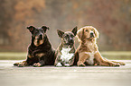3 dogs
