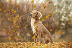 sitting Nova-Scotia-Duck-Tolling-Retriever-Cross